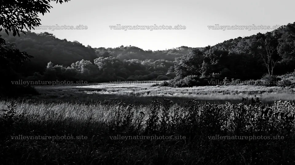 Wooded valley meadow in black and white photography – nature photography 10608x5938