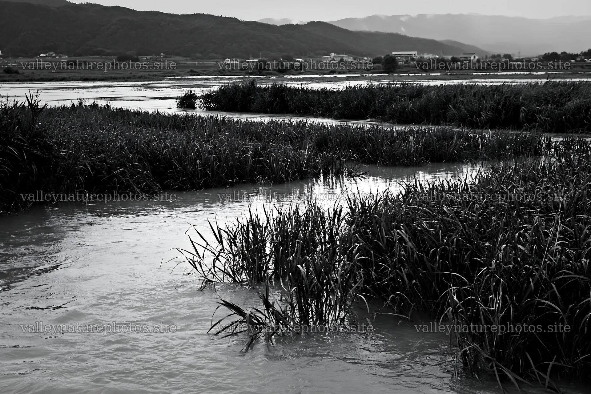 Shiga wetland meadow with reeds in black and white – nature photography 9722x6480
