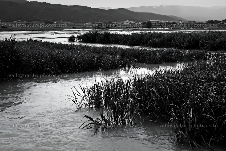 Shiga wetland meadow with reeds in black and white – nature photography 9722x6480
