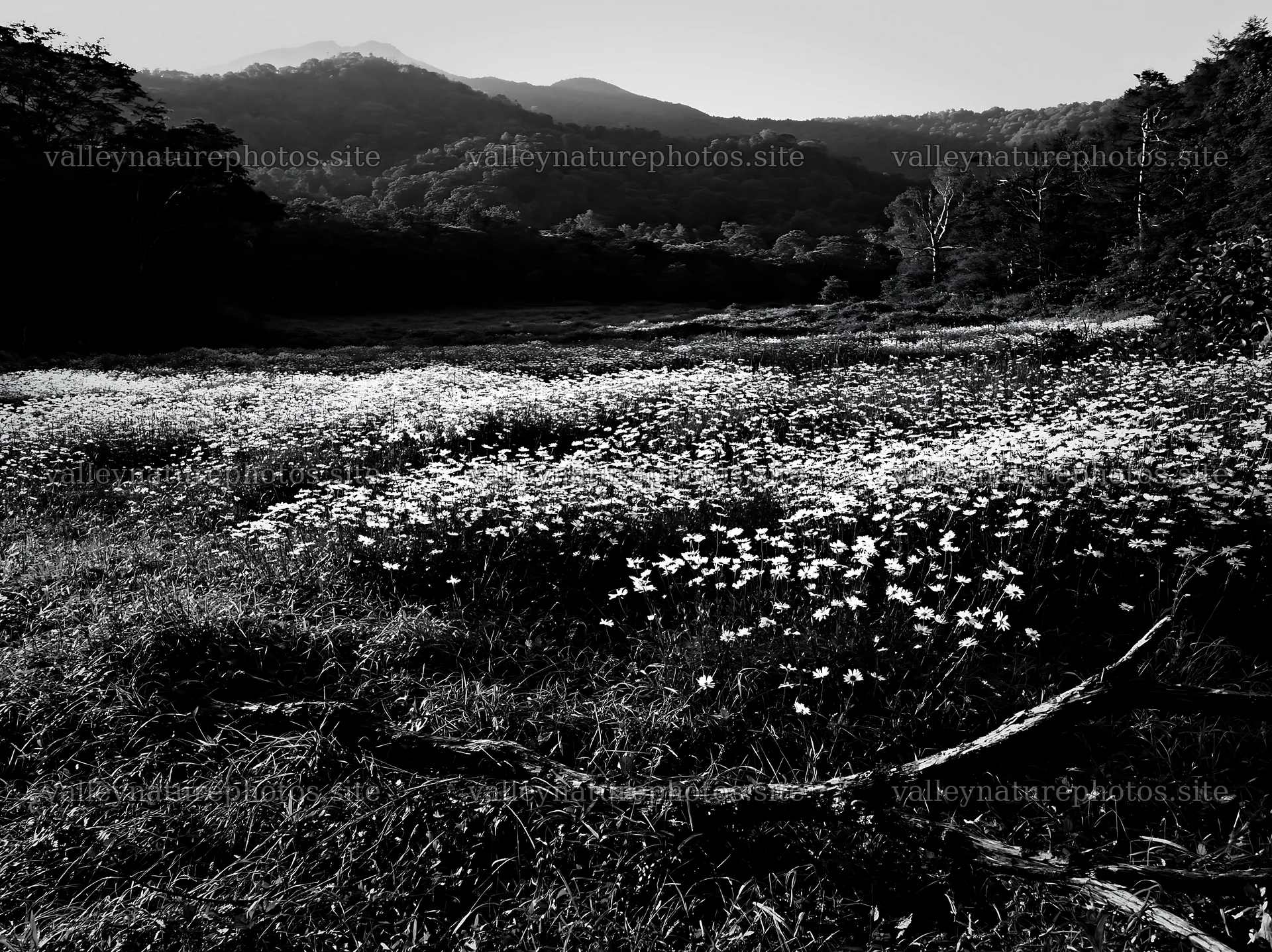 Yamagata rewilded meadow fallen branch foreground – nature photography 9174x6866