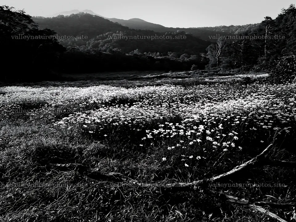 Yamagata rewilded meadow fallen branch foreground – nature photography 9174x6866