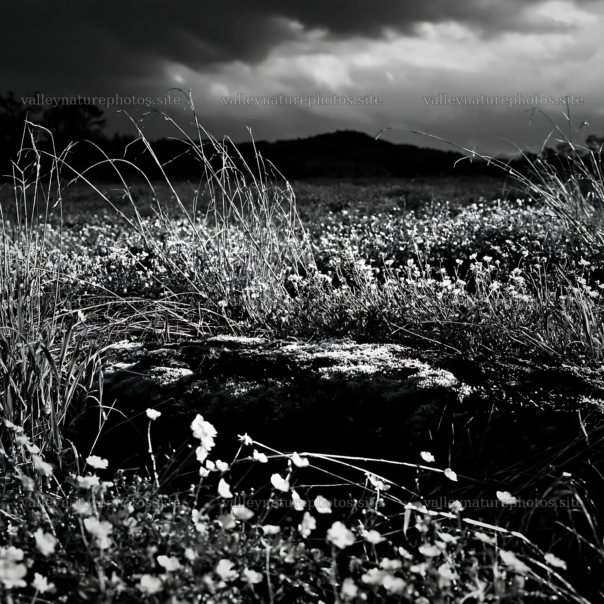 Gifu low carbon meadow mossy log among wildflowers – nature photography 7938x7938