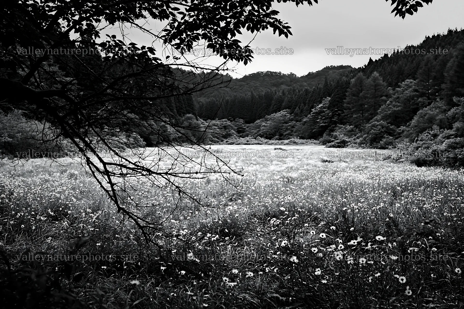 Yamagata rewilded meadow with fallen branch in the foreground – nature photography 9722x6480