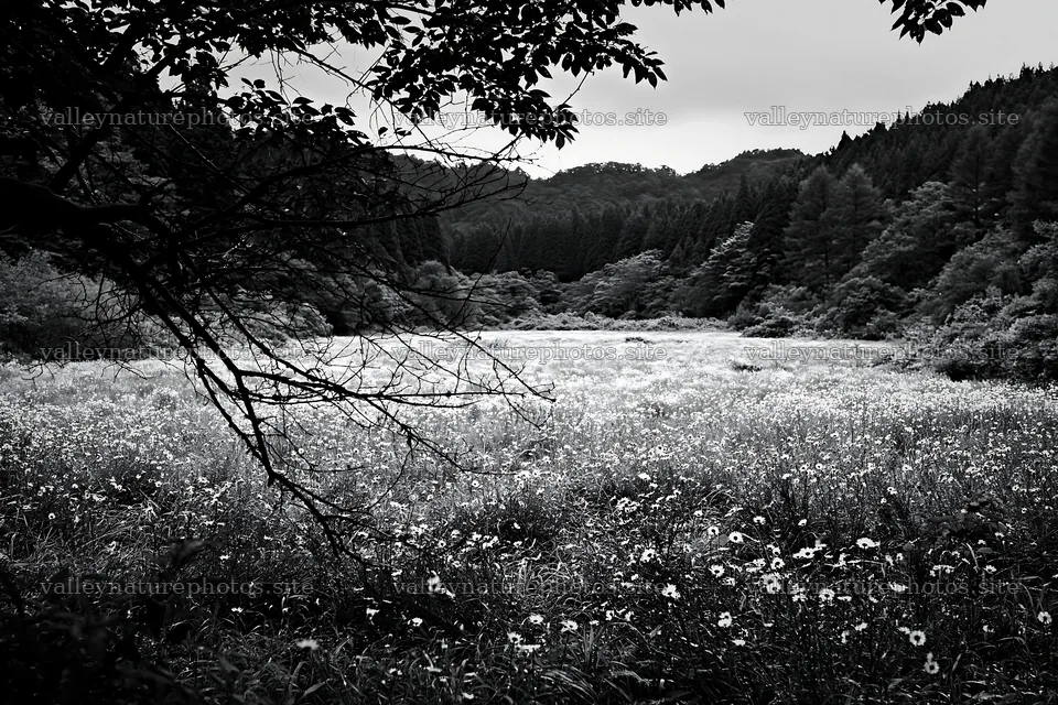 Yamagata rewilded meadow with fallen branch in the foreground – nature photography 9722x6480