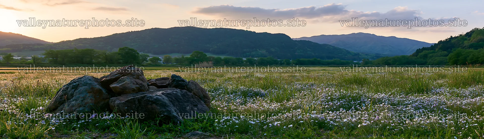 Kyoto spring wildflower meadow stone foreground – nature photography 14762x4268