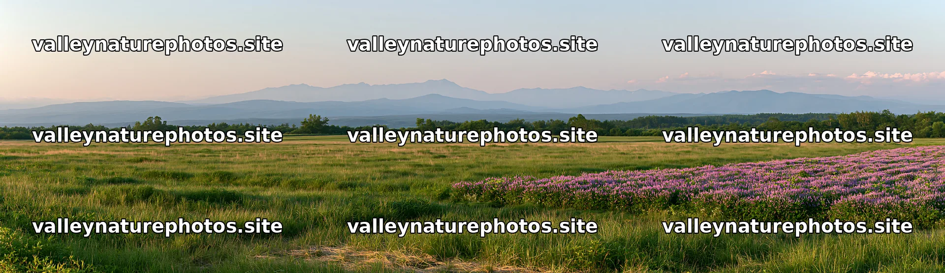 Expansive Hokkaido restoration meadow with dewdrops – nature photography 14762x4268