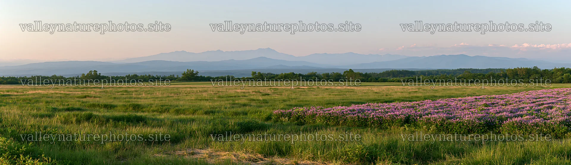 Expansive Hokkaido restoration meadow with dewdrops – nature photography 14762x4268