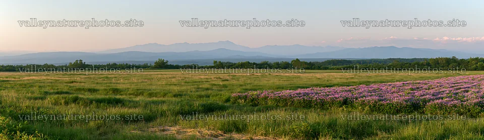 Expansive Hokkaido restoration meadow with dewdrops – nature photography 14762x4268
