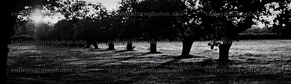 Sunset light on apple meadow with shaded trees – nature photography 14762x4268