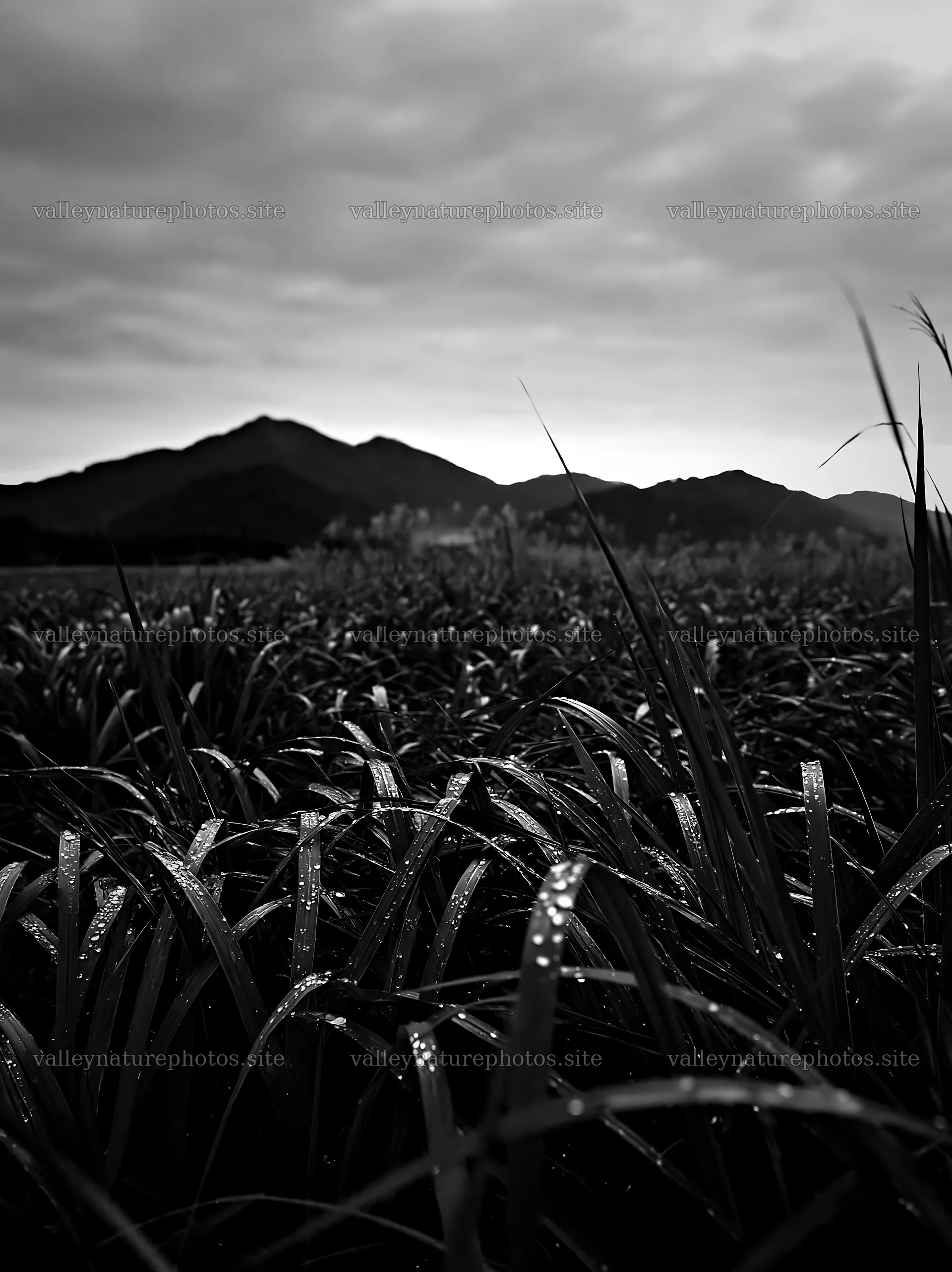 Fukui native grass meadow with rain droplets in black and white – nature photography 6866x9174