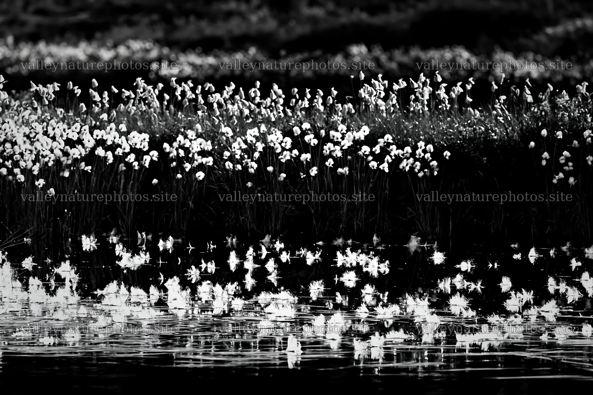 Cottongrass meadow glow near a calm water surface – nature photography 9722x6480