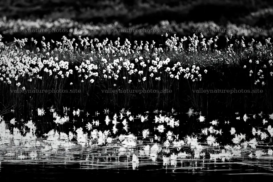 Cottongrass meadow glow near a calm water surface – nature photography 9722x6480