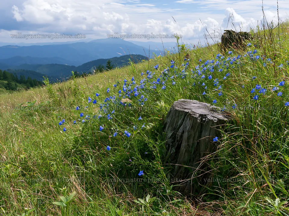 Fukushima native meadow with weathered stump – nature photography 9174x6866