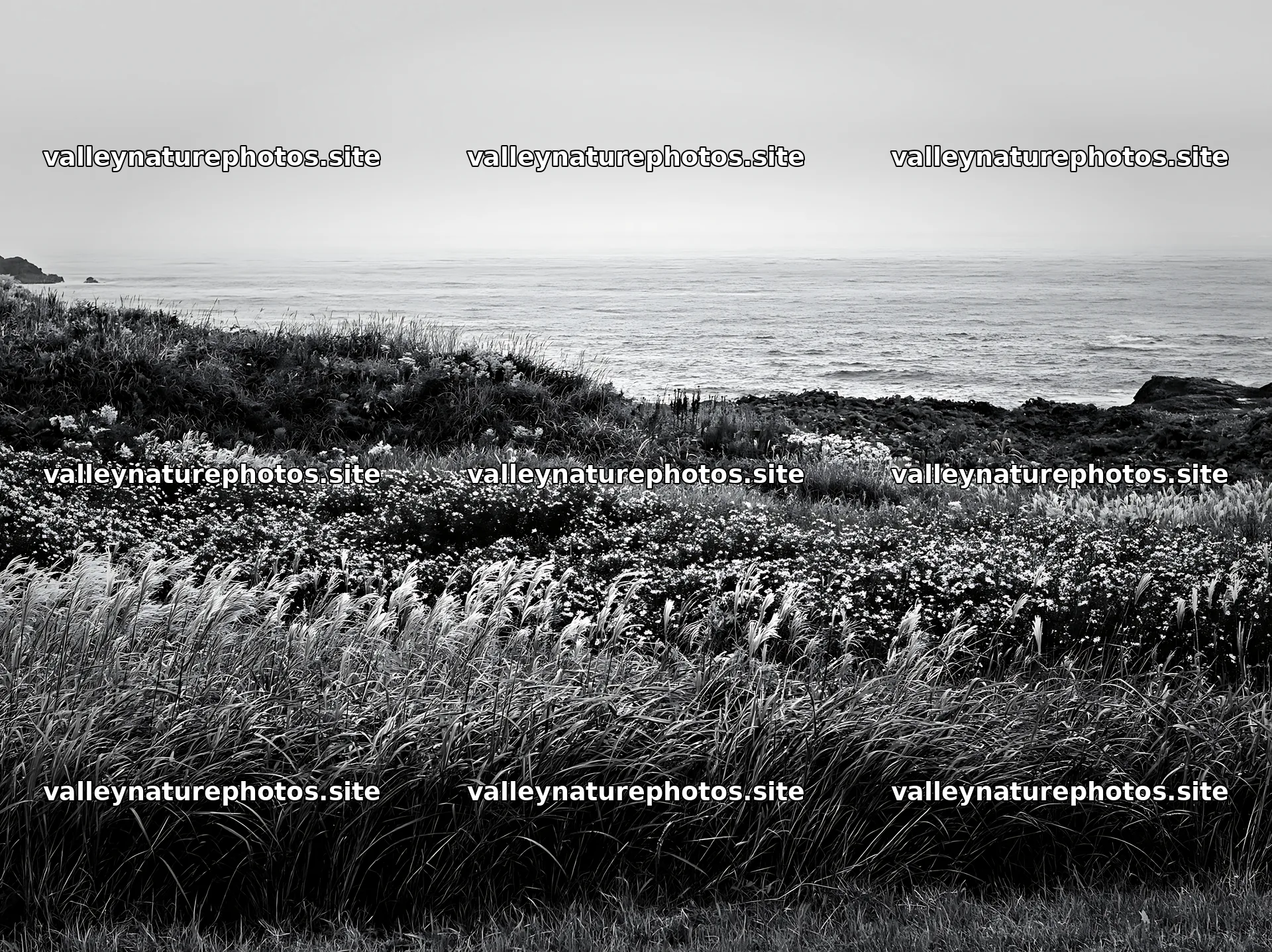 Fukui native grass meadow rain droplets – nature photography 9174x6866