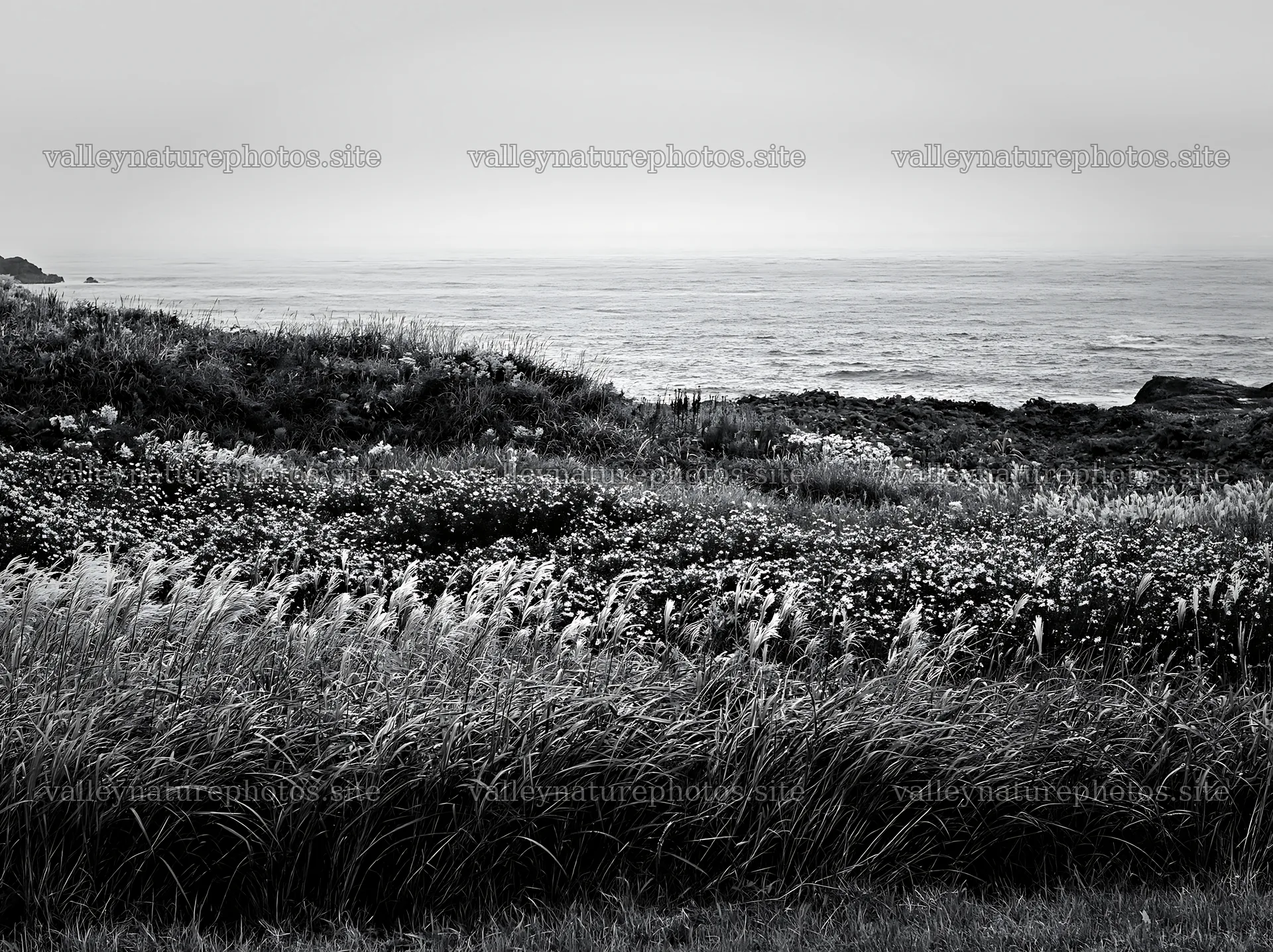 Fukui native grass meadow rain droplets – nature photography 9174x6866