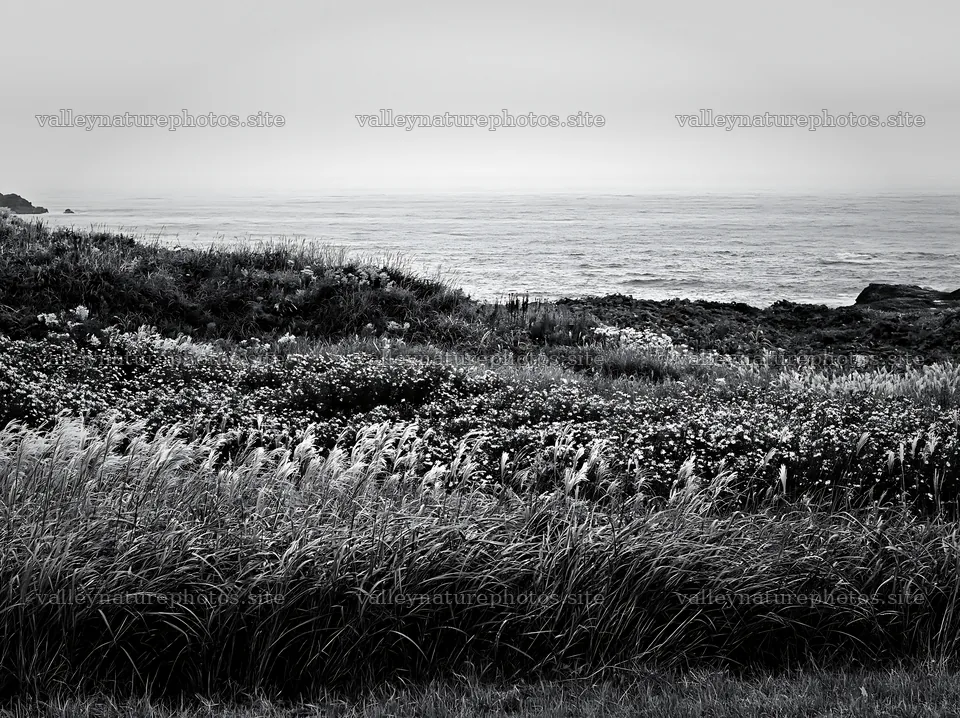 Fukui native grass meadow rain droplets – nature photography 9174x6866