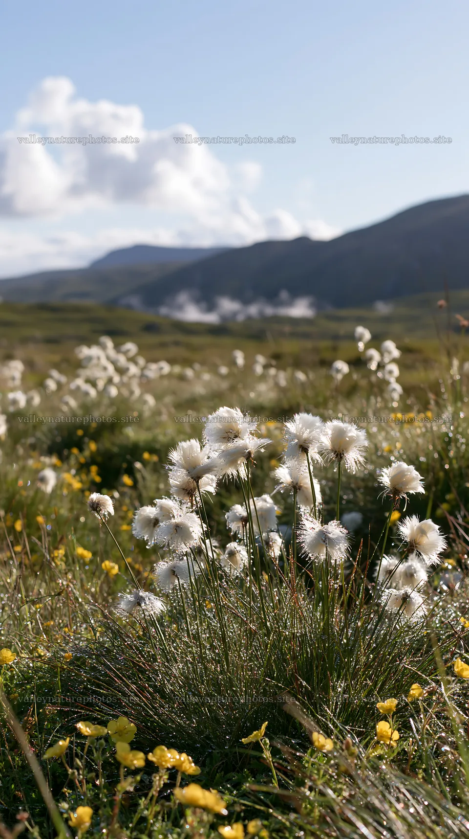 Cottongrass and wildflowers in a meadow on a sunny day – nature photography 5938x10608