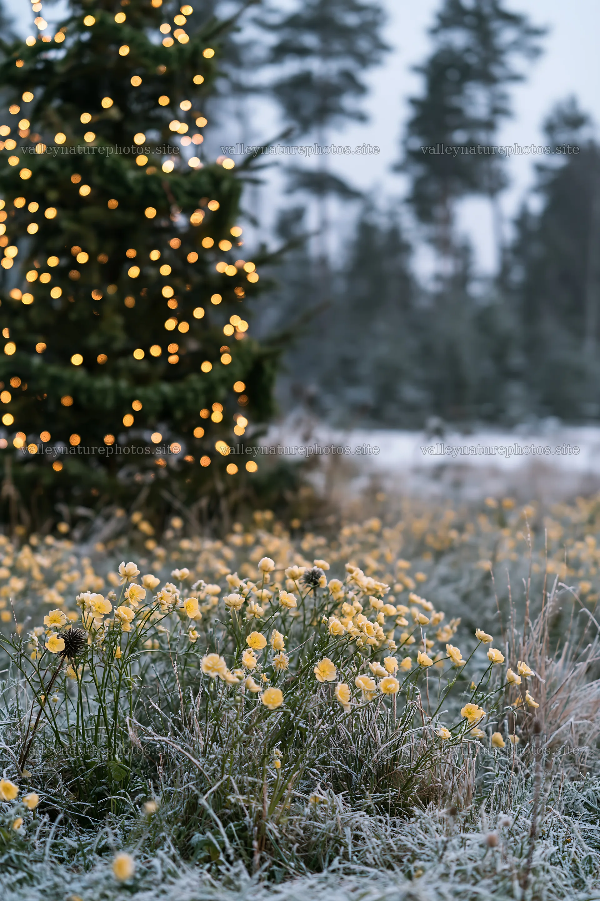 Decorated Christmas tree in snowy meadow with lights shining – nature photography 6480x9722