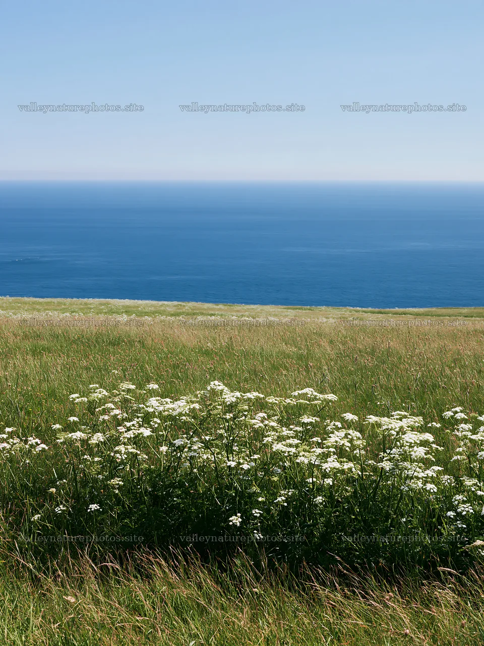 Sunny spring cow parsley meadow by the ocean – nature photography 6866x9174