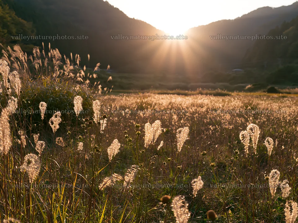 Aichi restored meadow autumn seedheads foreground – nature photography 9174x6866