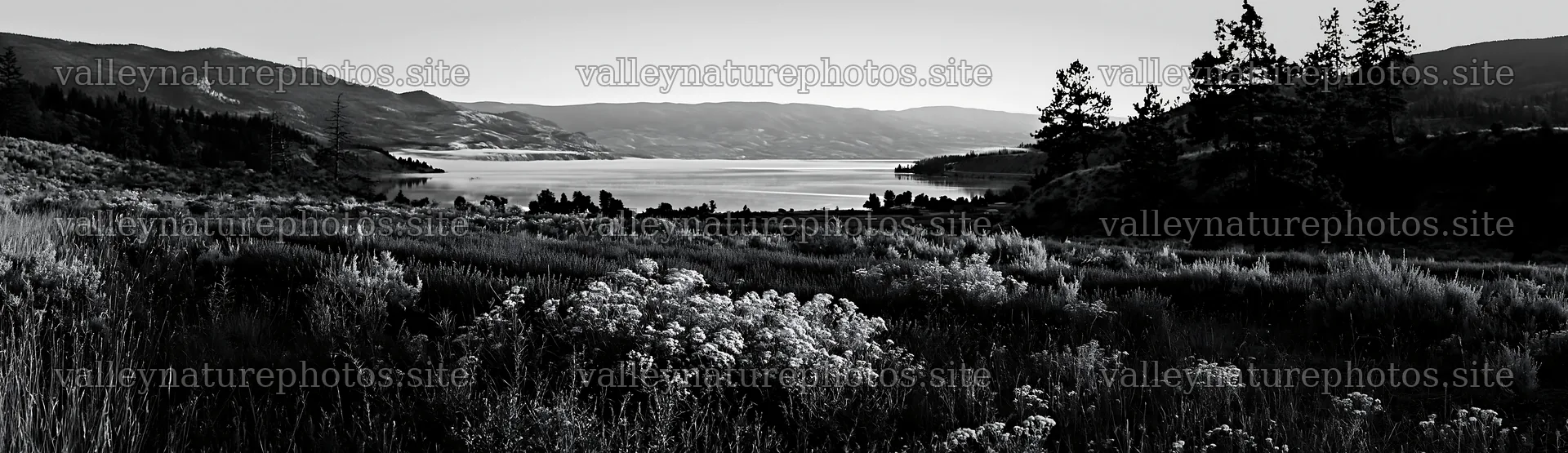 Colorful lavender meadow near a lake with distant mountains – nature photography 14762x4268