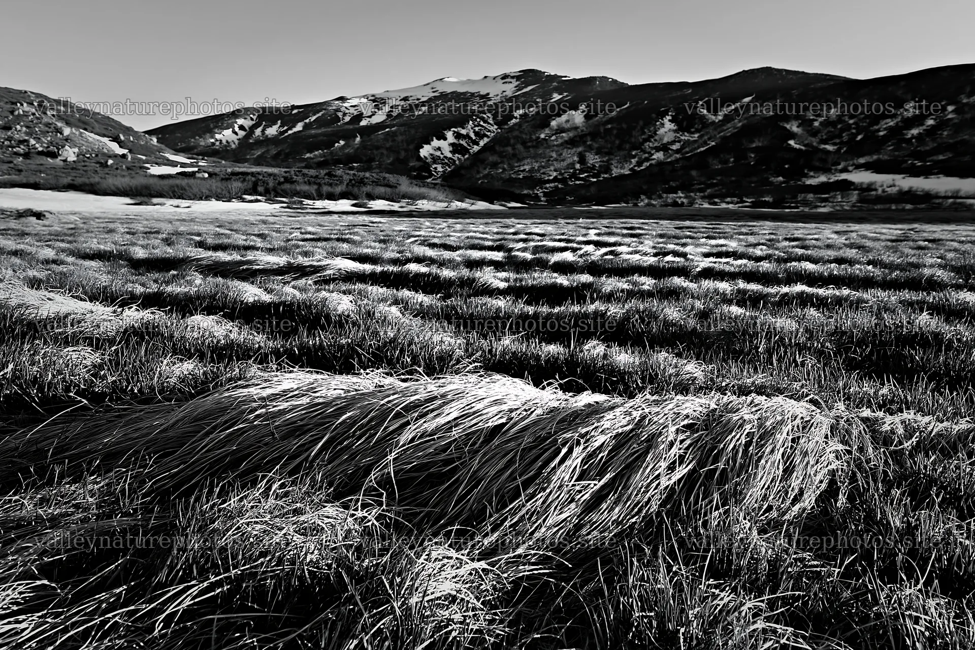Akita snowmelt meadow with silver grasses in clear daylight – nature photography 9722x6480