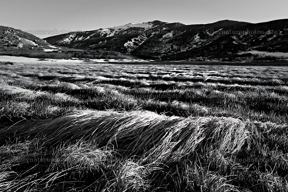 Akita snowmelt meadow with silver grasses in clear daylight – nature photography 9722x6480