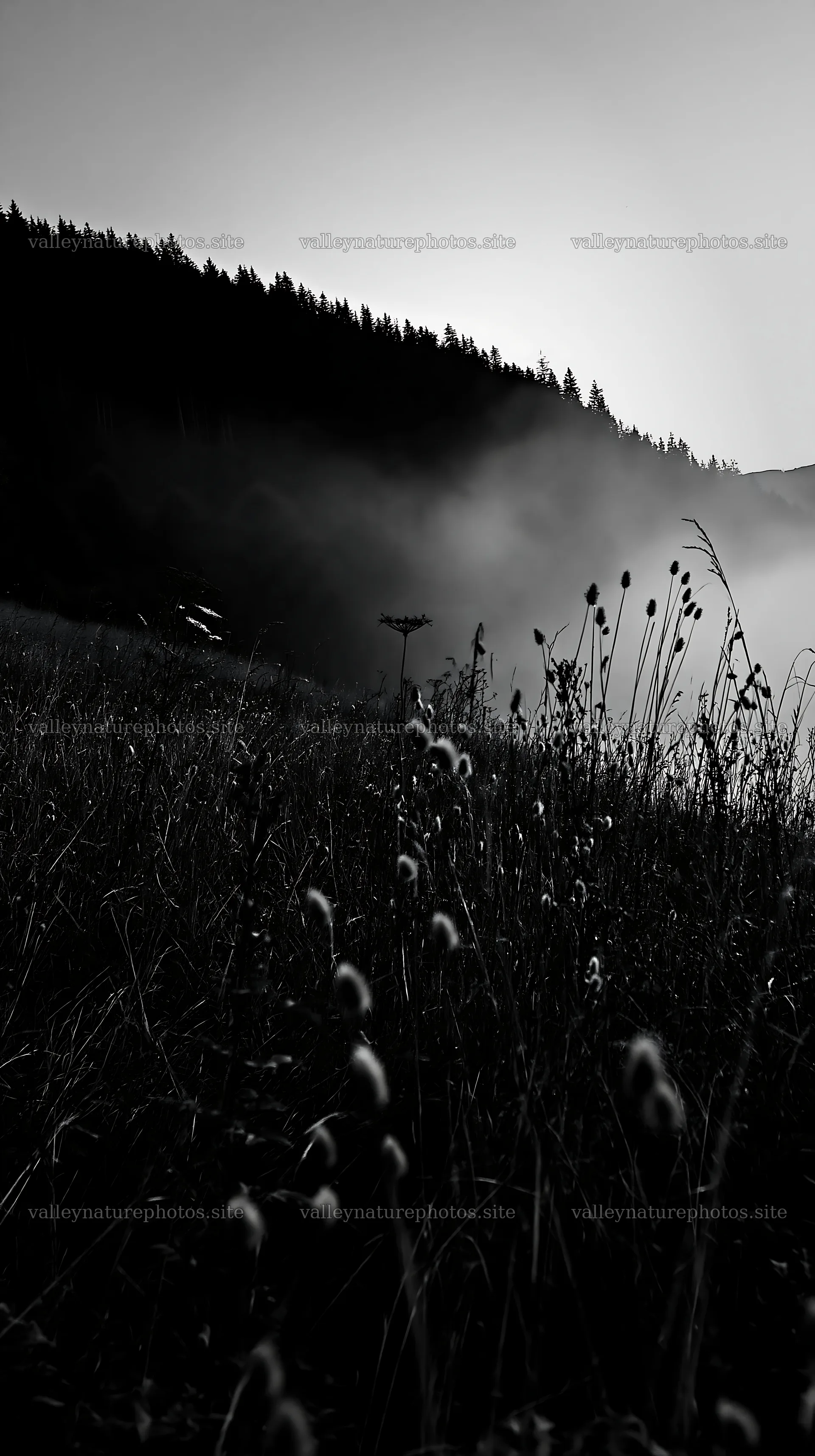 Meadow seedheads backlit at dusk – nature photography 5938x10608