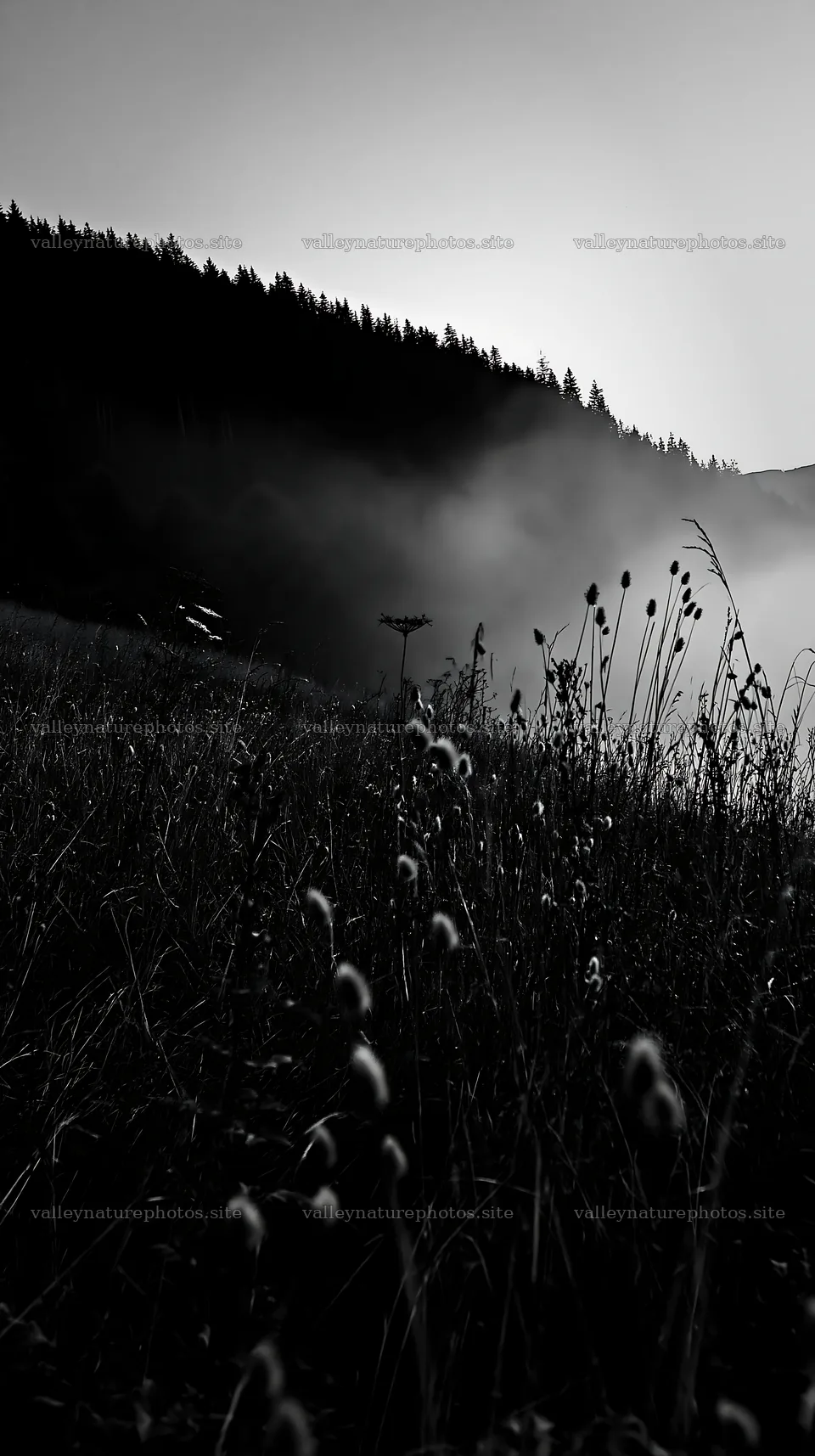 Meadow seedheads backlit at dusk – nature photography 5938x10608