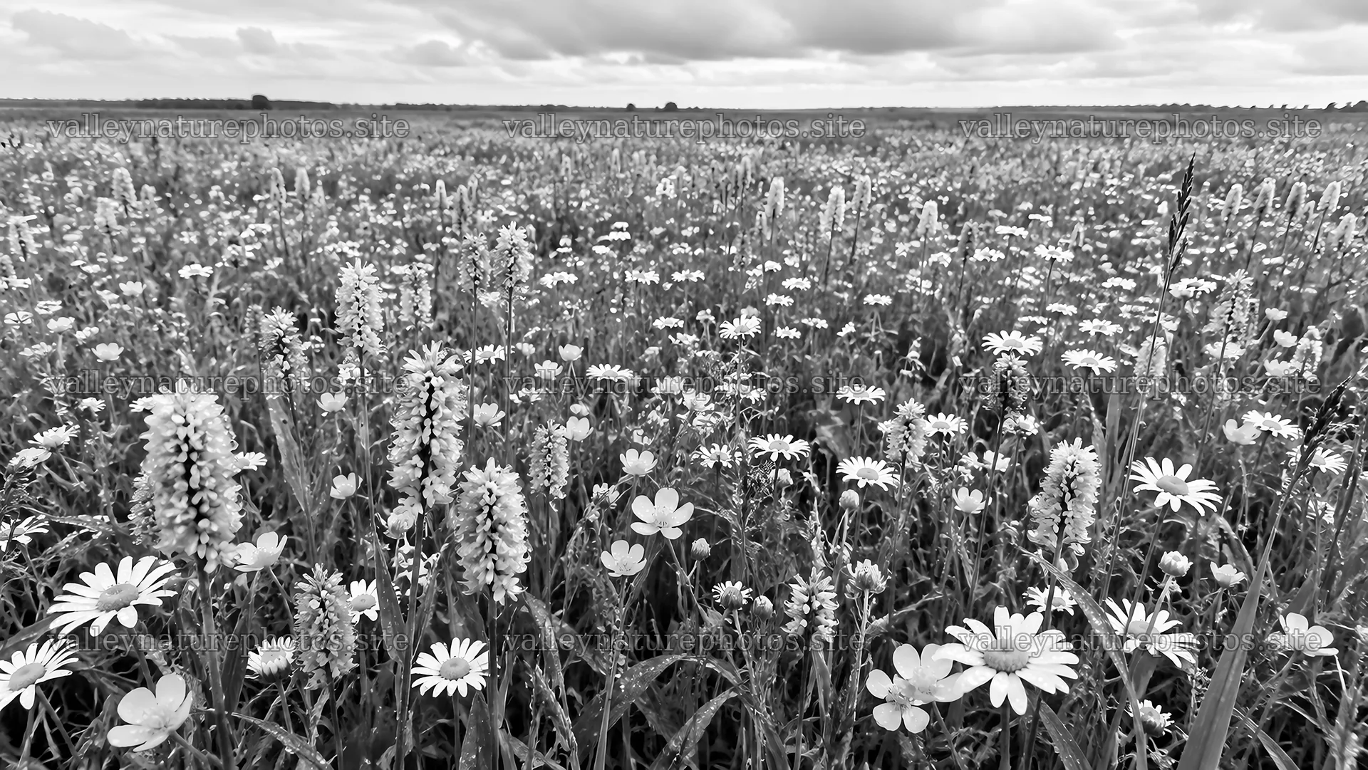 Black and White Wildflower Meadow Beneath Clouds – nature photography 10324x5812