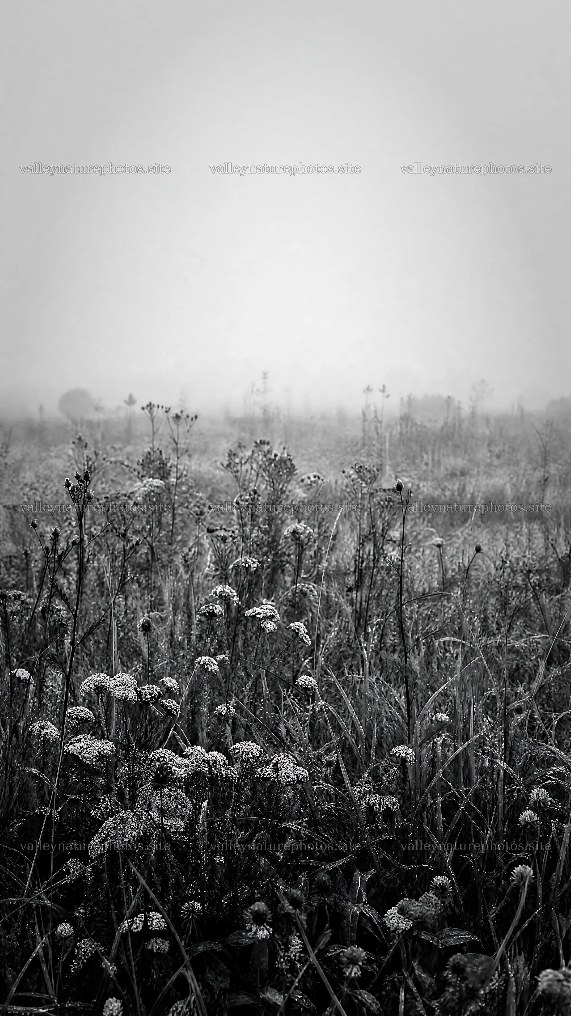 Rewilded meadow under fog and mist – nature photography 5952x10584