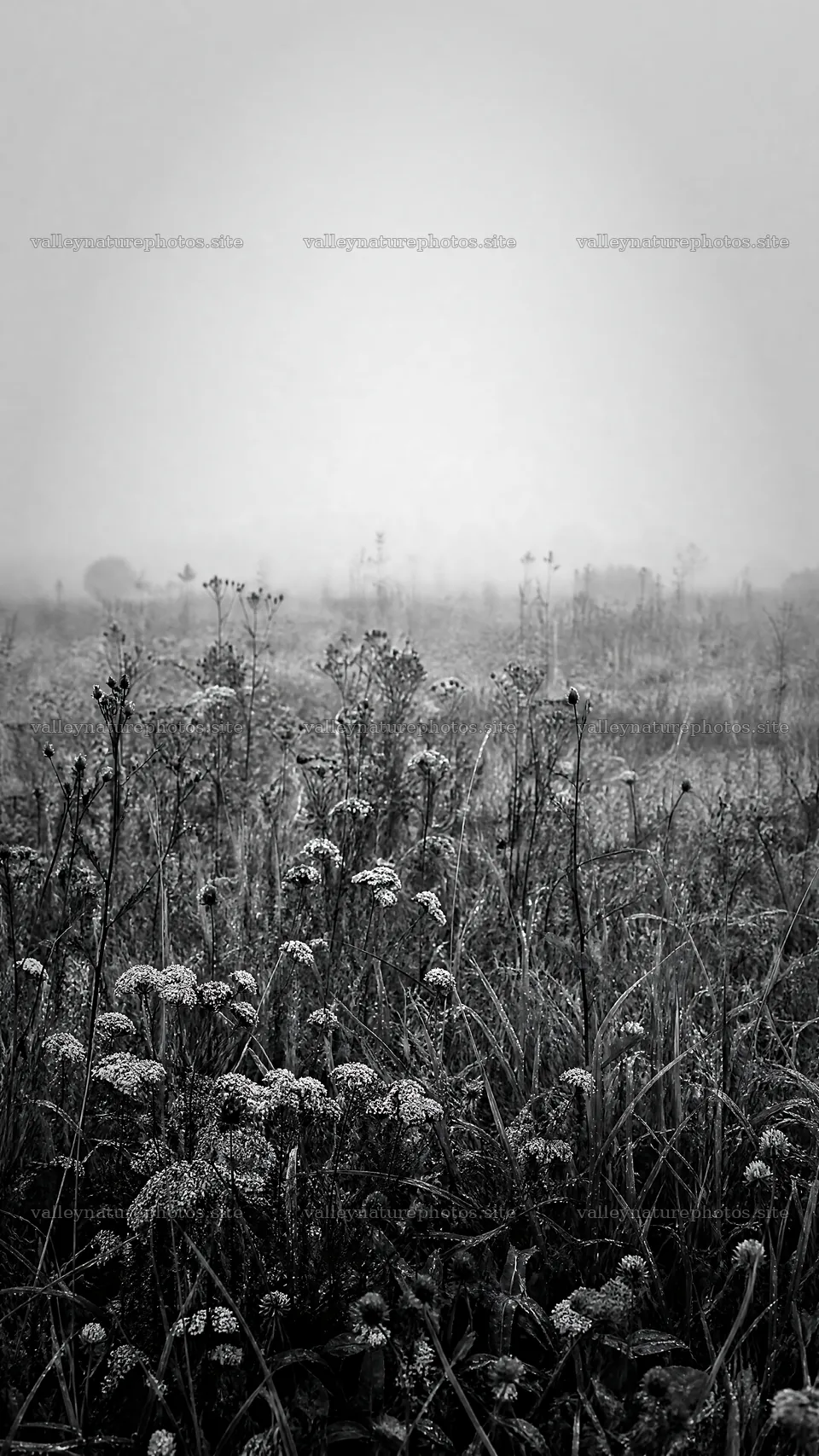 Rewilded meadow under fog and mist – nature photography 5952x10584