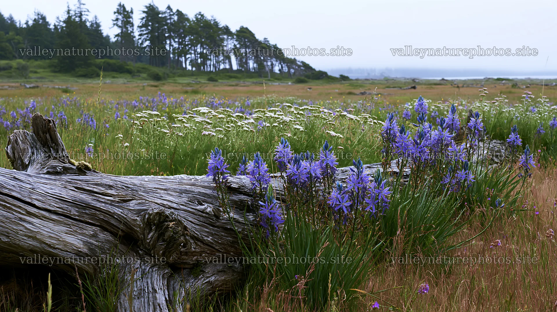 Weathered log in a meadow with wildflowers by the coast – nature photography 10608x5938