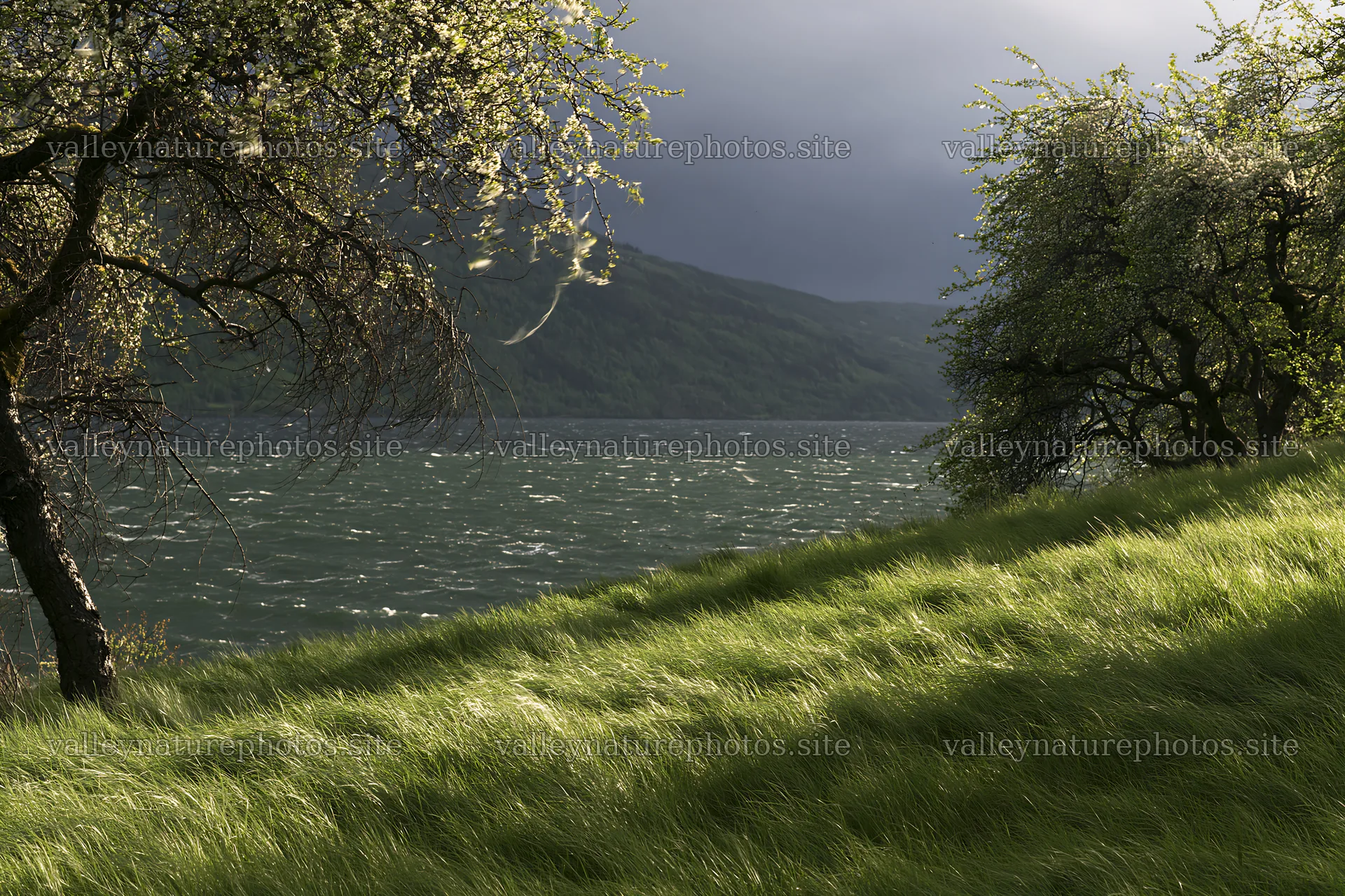 Fjord orchard meadow with trees near water – nature photography 9722x6480