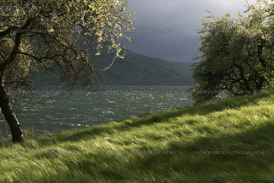 Fjord orchard meadow with trees near water – nature photography 9722x6480