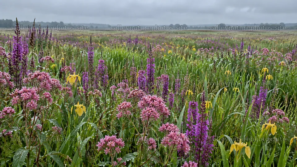 Colorful Wildflowers in a Wet Meadow – nature photography 10324x5812