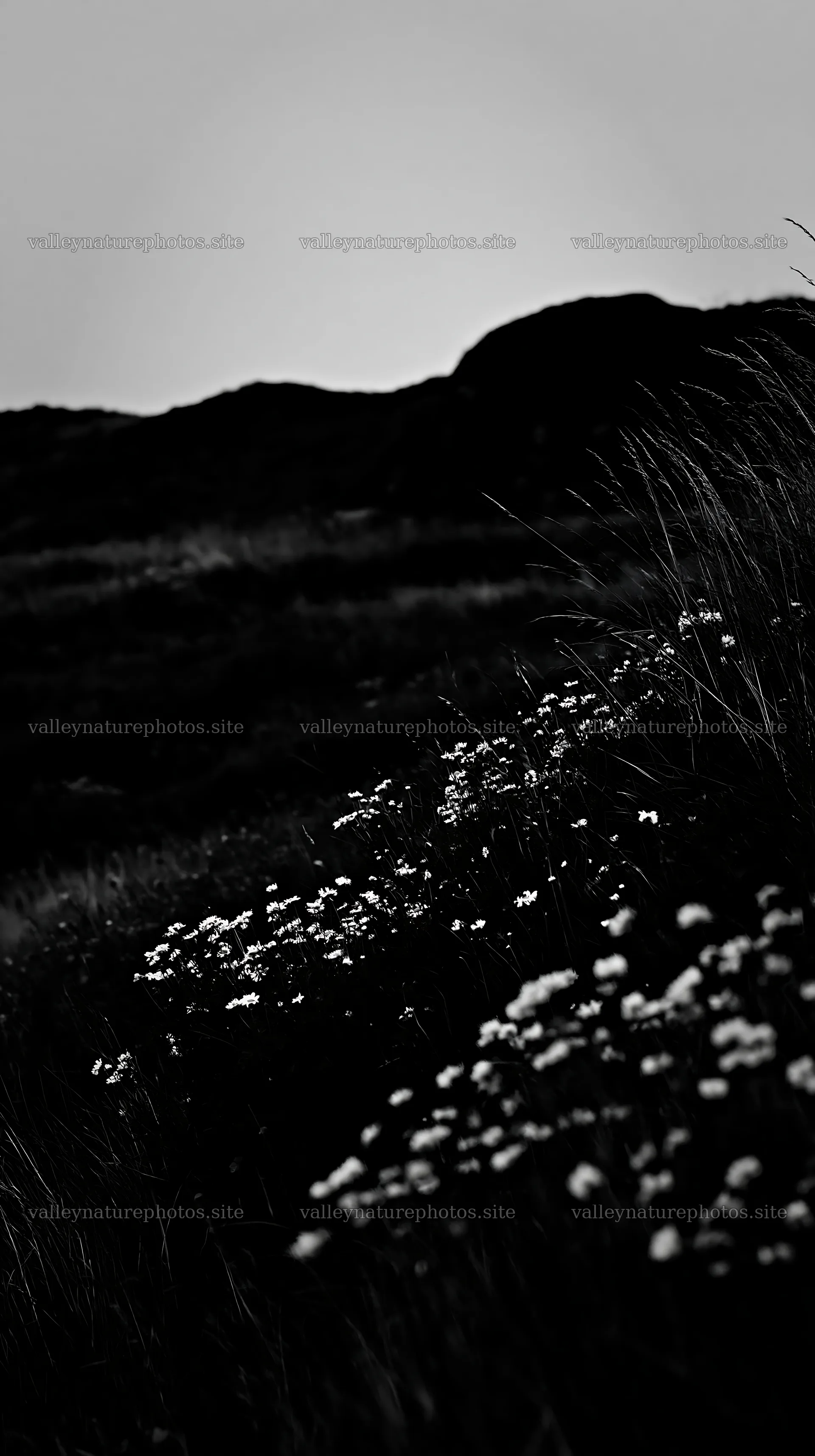 Meadow with flowers in the German foothills at dusk – nature photography 5938x10608