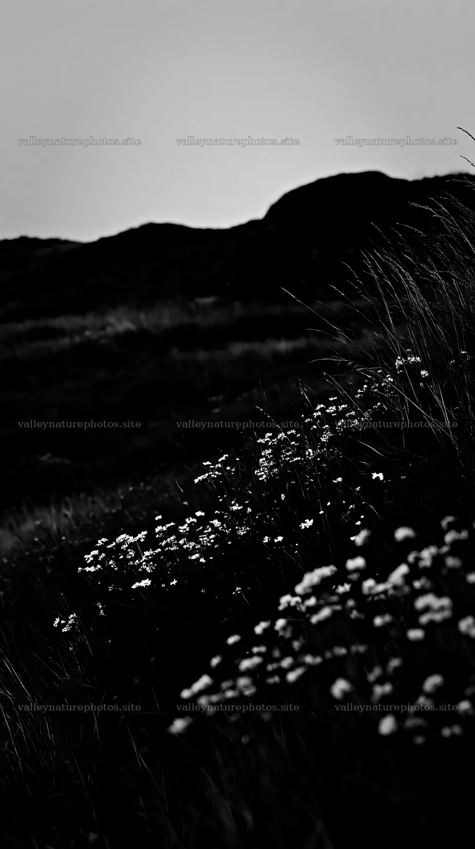 Meadow with flowers in the German foothills at dusk – nature photography 5938x10608