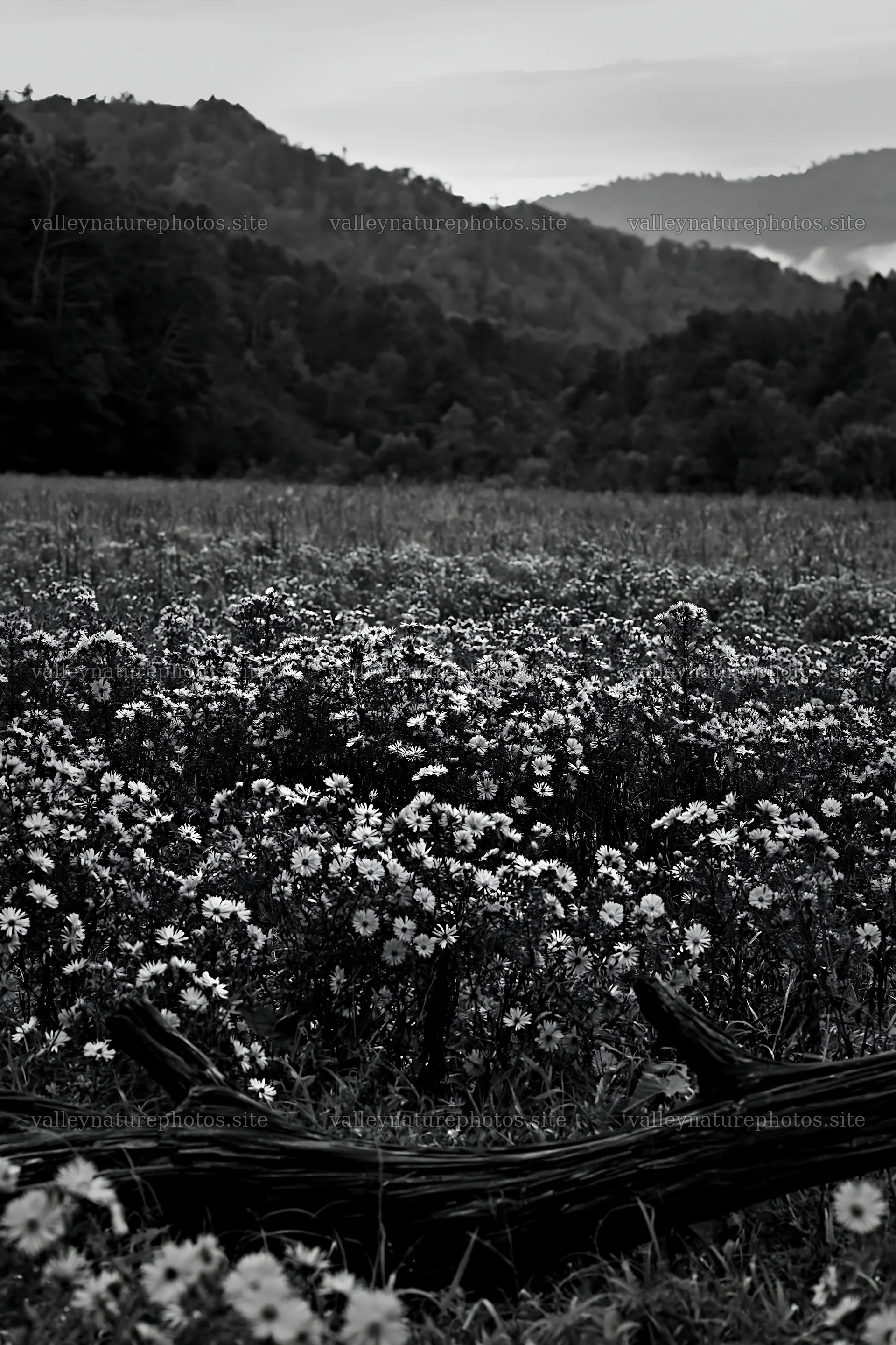 Yamagata rewilded meadow fallen branch foreground – nature photography 6480x9722