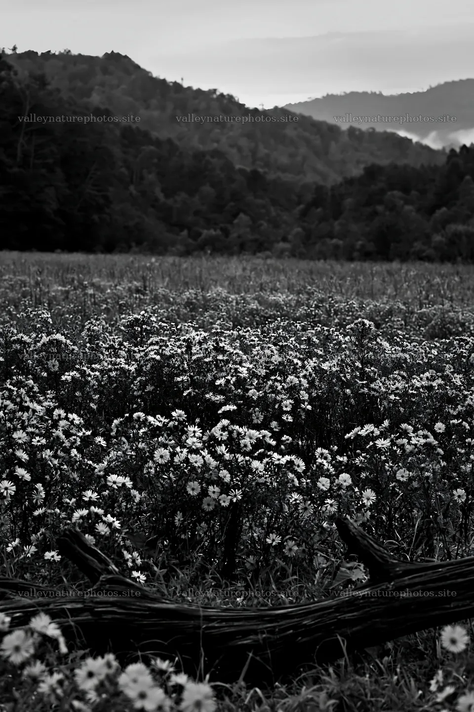 Yamagata rewilded meadow fallen branch foreground – nature photography 6480x9722