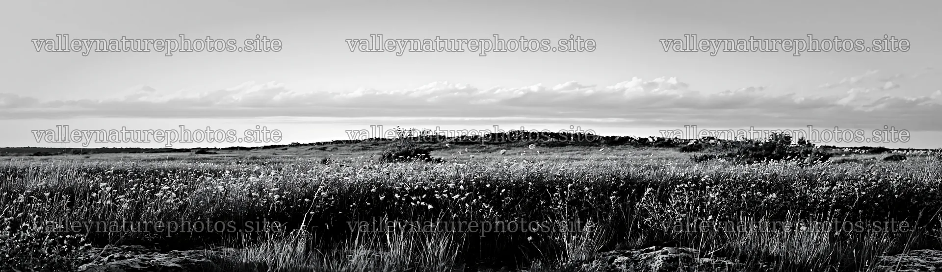 Regenerative meadow with wildflowers under a clear sky – nature photography 14762x4268