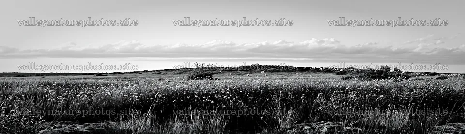 Regenerative meadow with wildflowers under a clear sky – nature photography 14762x4268