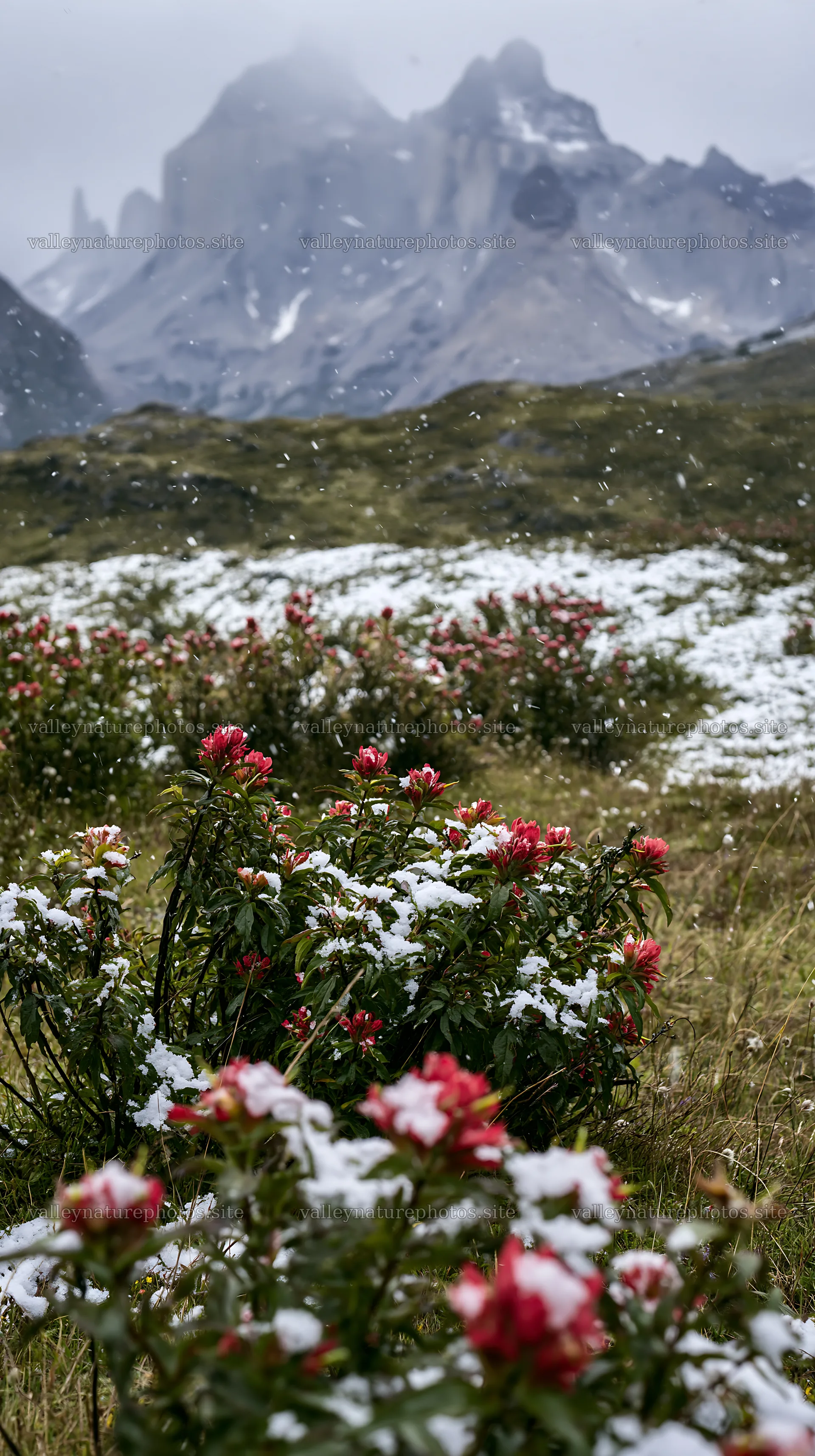 Torres del Paine meadow snow with flowers in light snowfall – nature photography 5938x10608