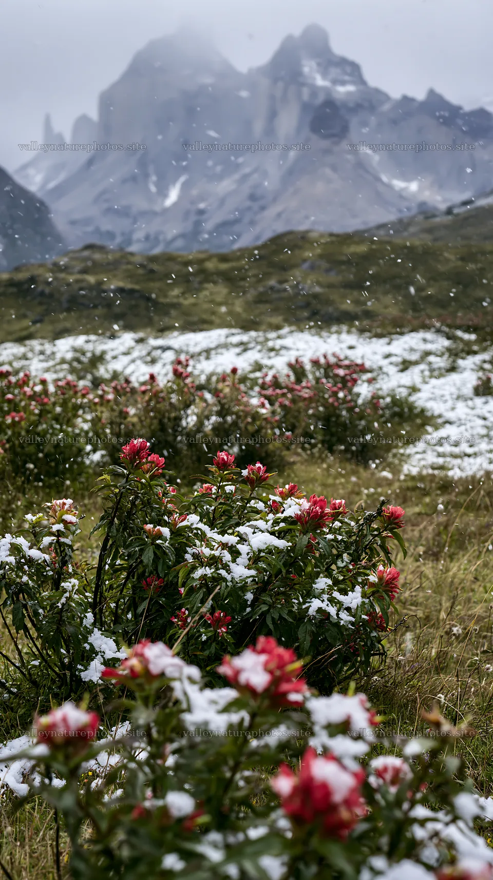 Torres del Paine meadow snow with flowers in light snowfall – nature photography 5938x10608