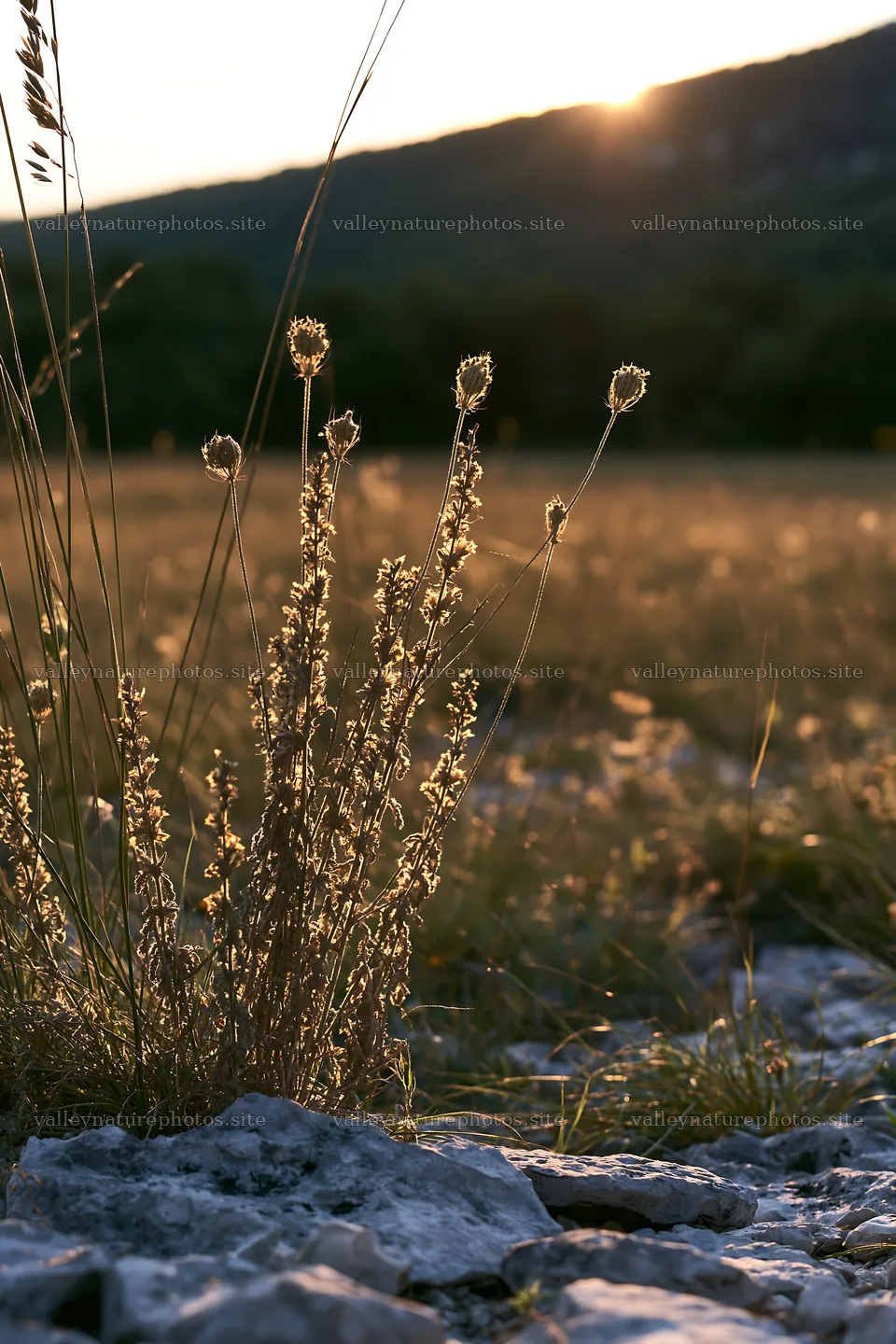 Meadow seedheads backlit at dusk with mountain background – nature photography 6480x9722