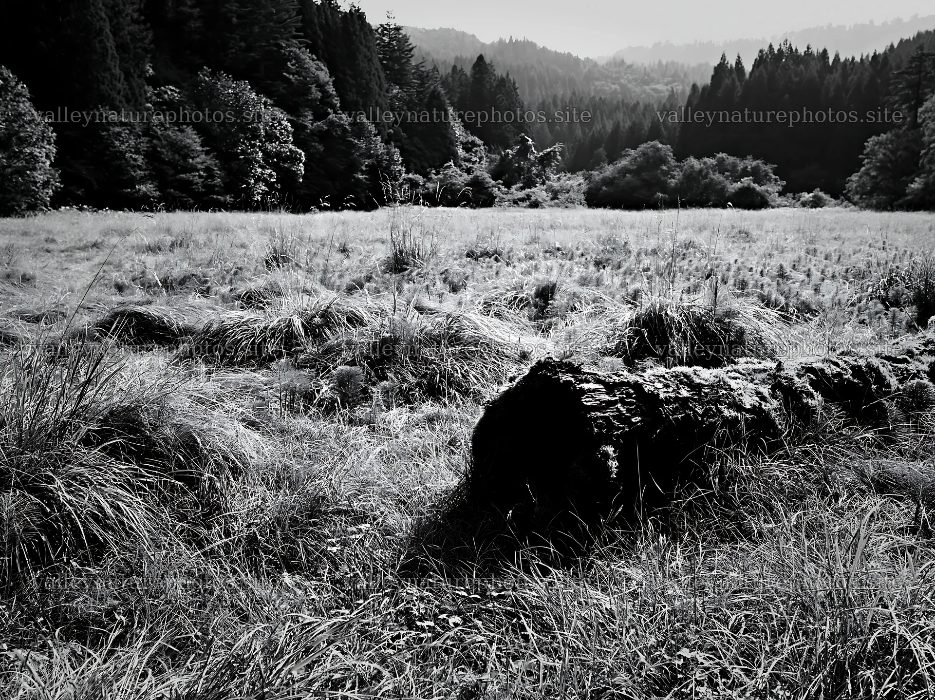 Gifu low carbon meadow mossy log in natural setting – nature photography 9174x6866