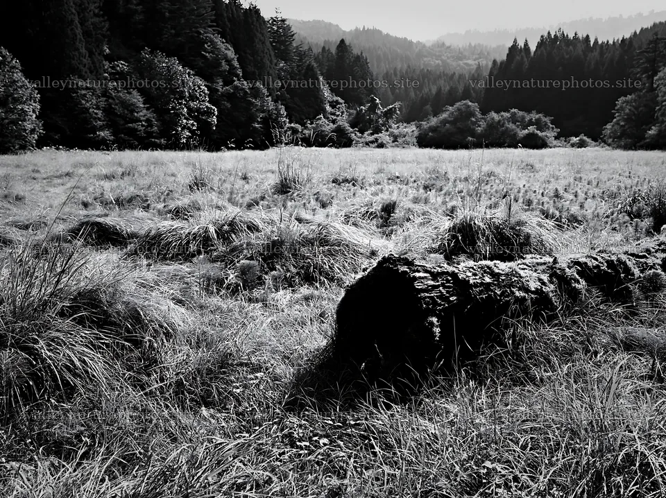 Gifu low carbon meadow mossy log in natural setting – nature photography 9174x6866