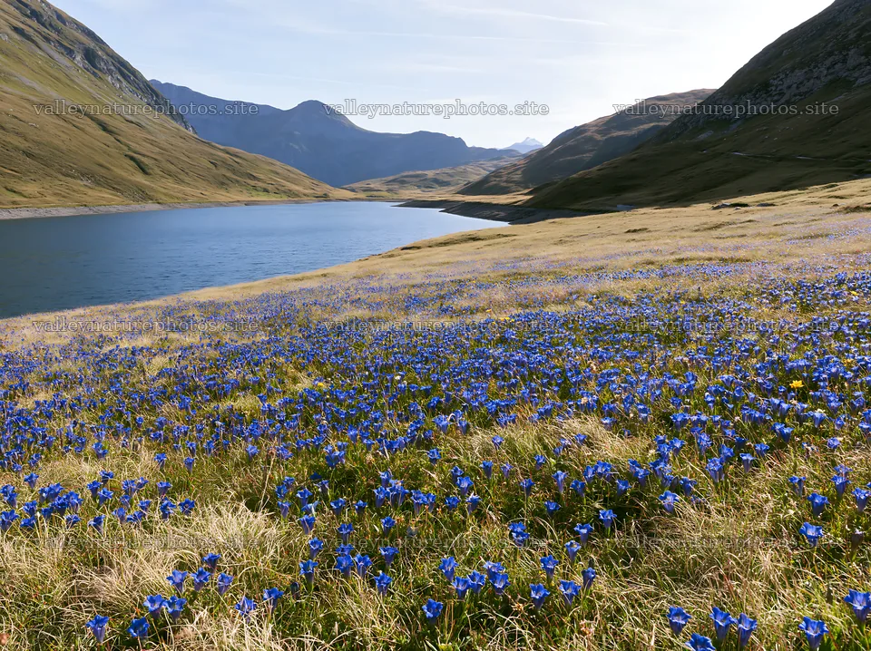 Swiss meadow with blue flowers beside alpine lake – nature photography 9174x6866
