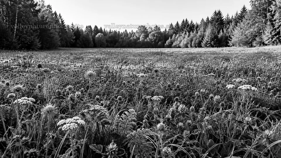 Wildflower Meadow in a Forest Clearing – nature photography 10324x5812