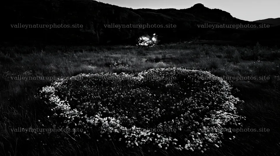 Christmas lights in a meadow at dusk near a cave – nature photography 10608x5938